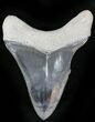 Serrated  Bone Valley Megalodon Tooth #22897-1